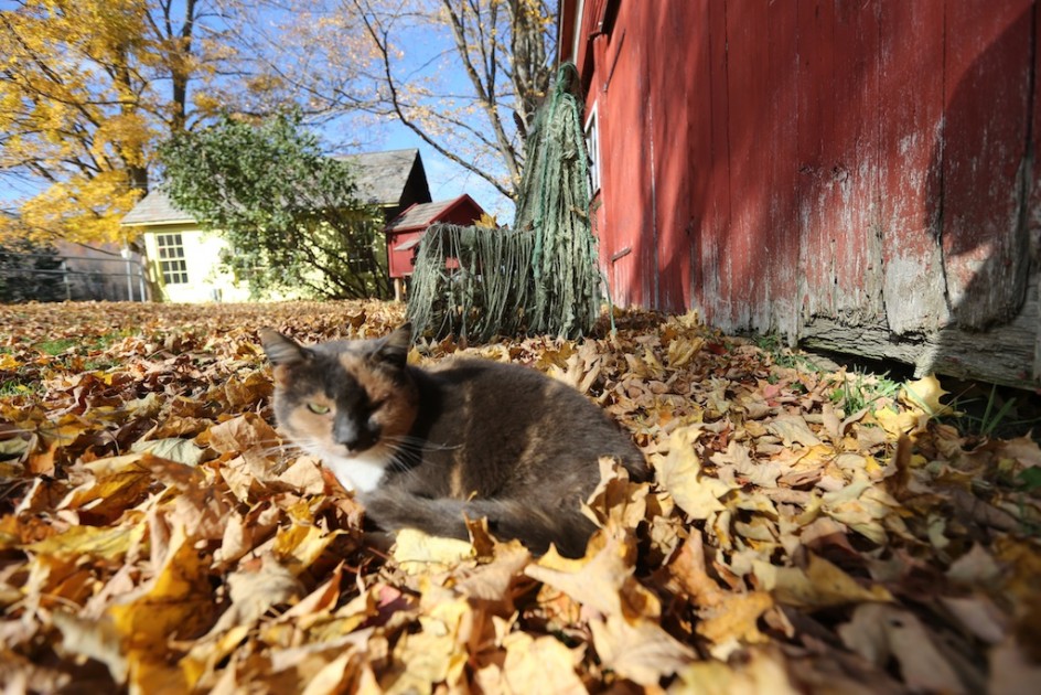 Minnie In The Yard