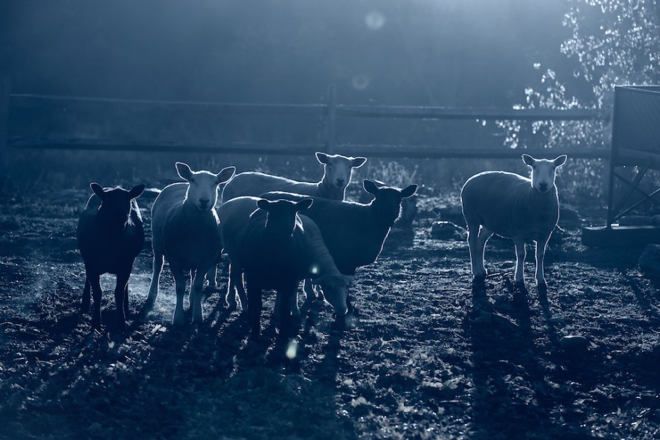 Sheep In The Early Light