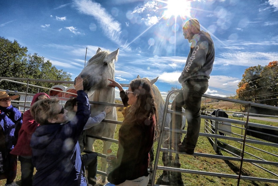 The Blue Star Horses