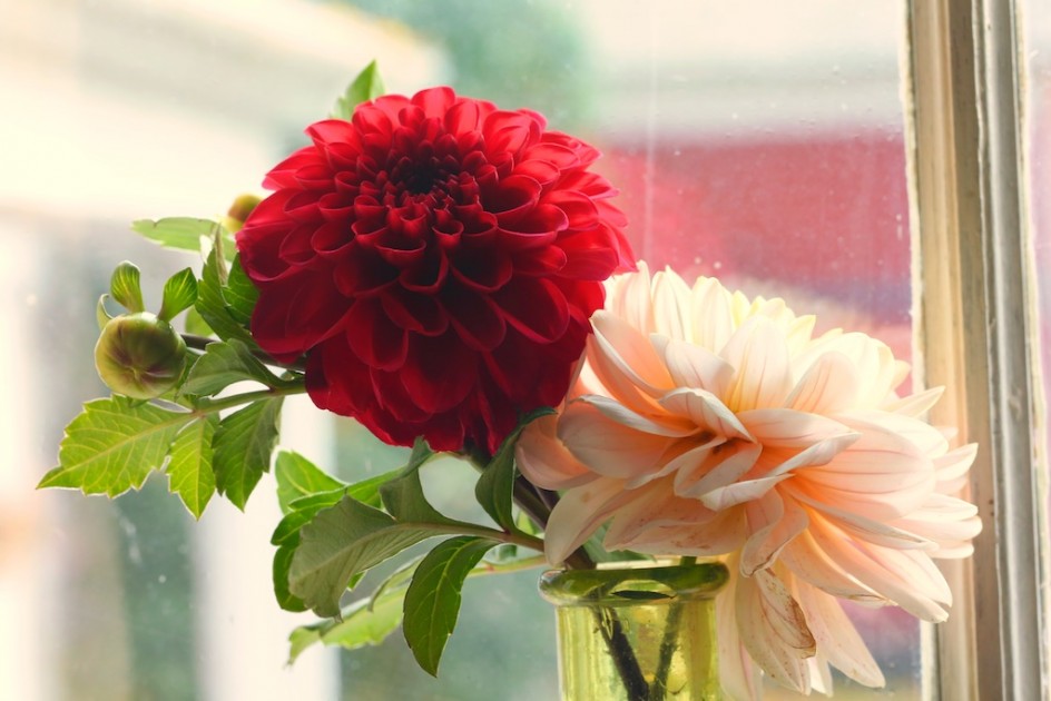 Windowsill Gallery: Dahlia Rescue