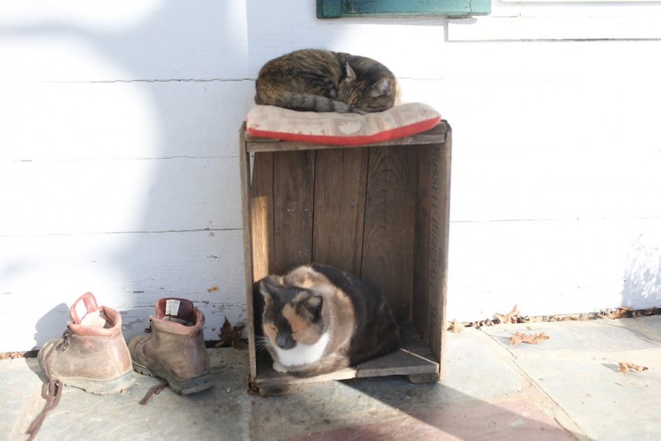 Barn Cats In A Box