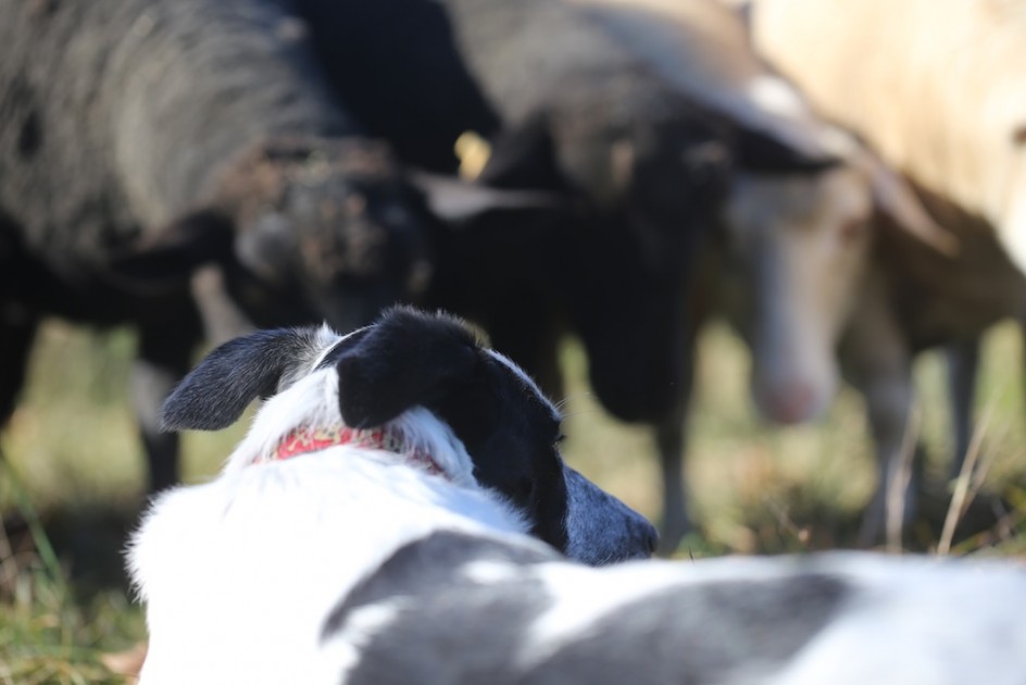 Herding Sheep