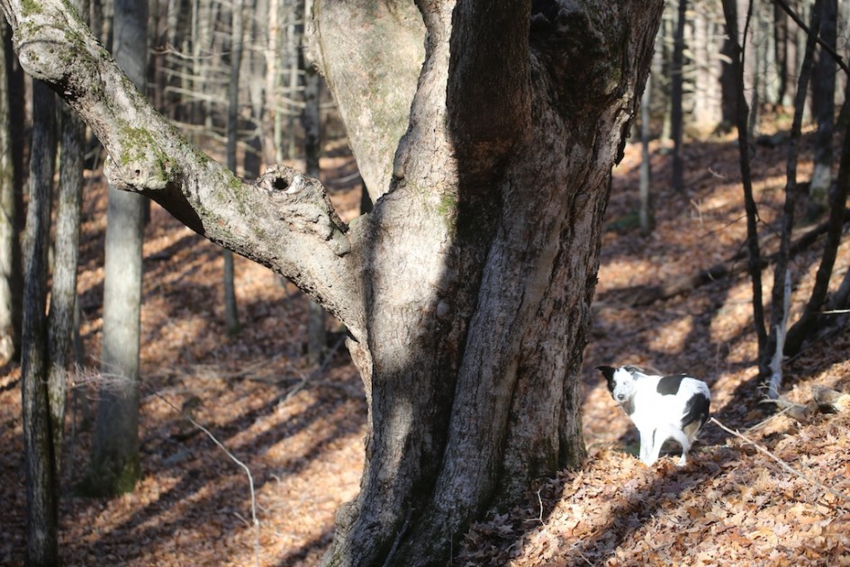 I Am Now A Tree Hugger