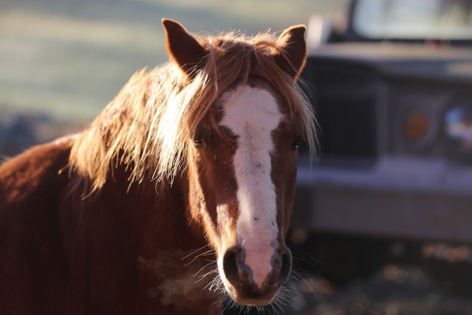 What Animals Teach Us