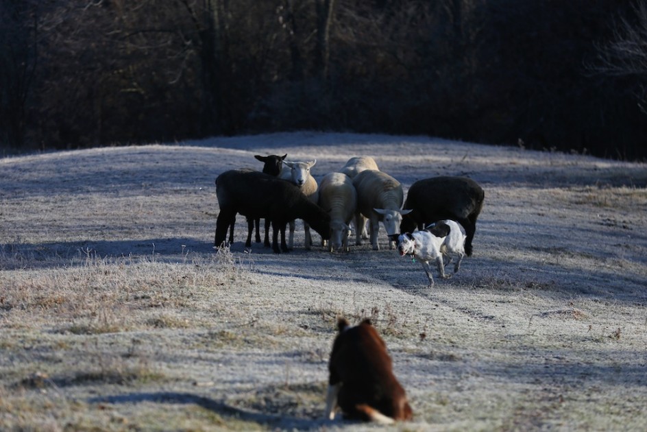 The Good Life Of Dogs