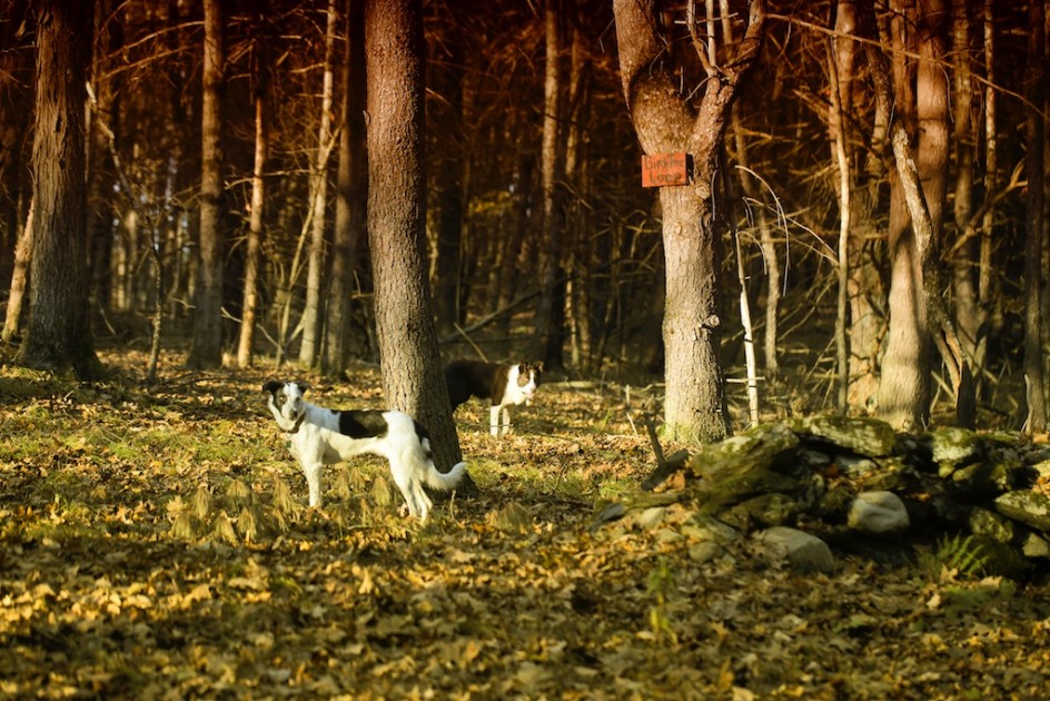 Walking In The Deep Woods