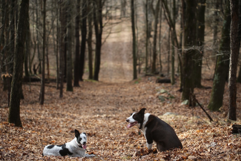 dogs in the woods