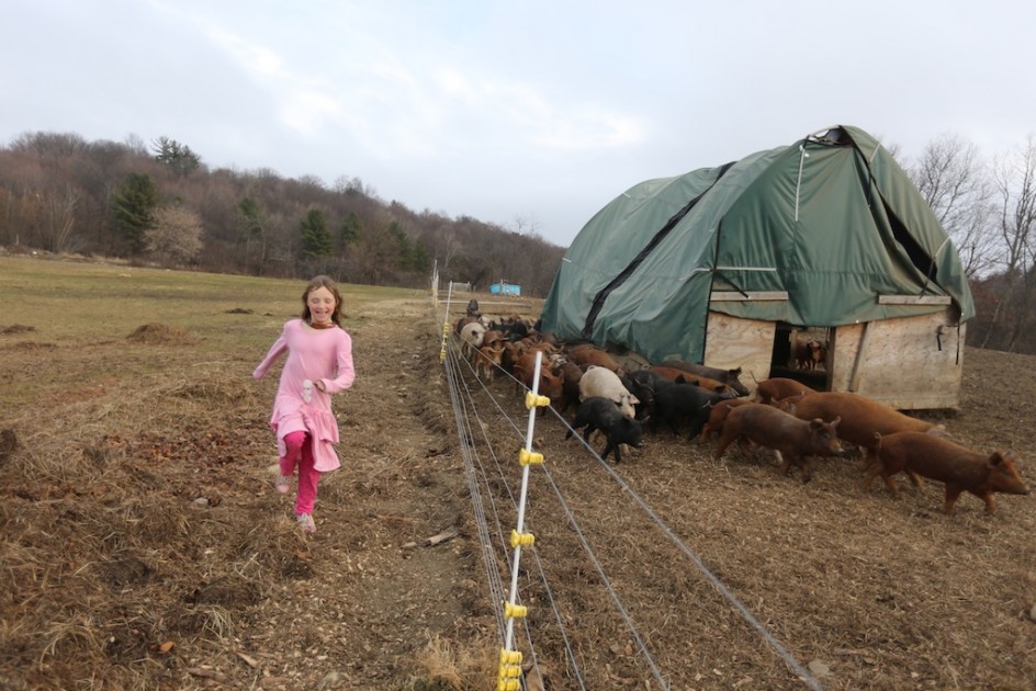 Racing Pigs