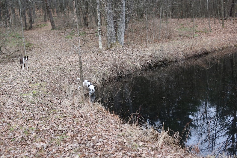 Two Dogs In The Woods