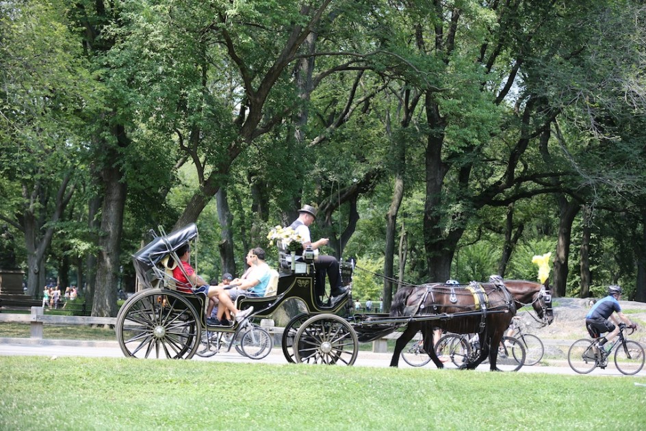 Carriage Horse Restrictions
