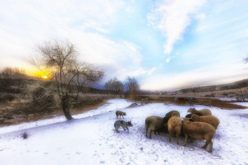 Winter Pasture