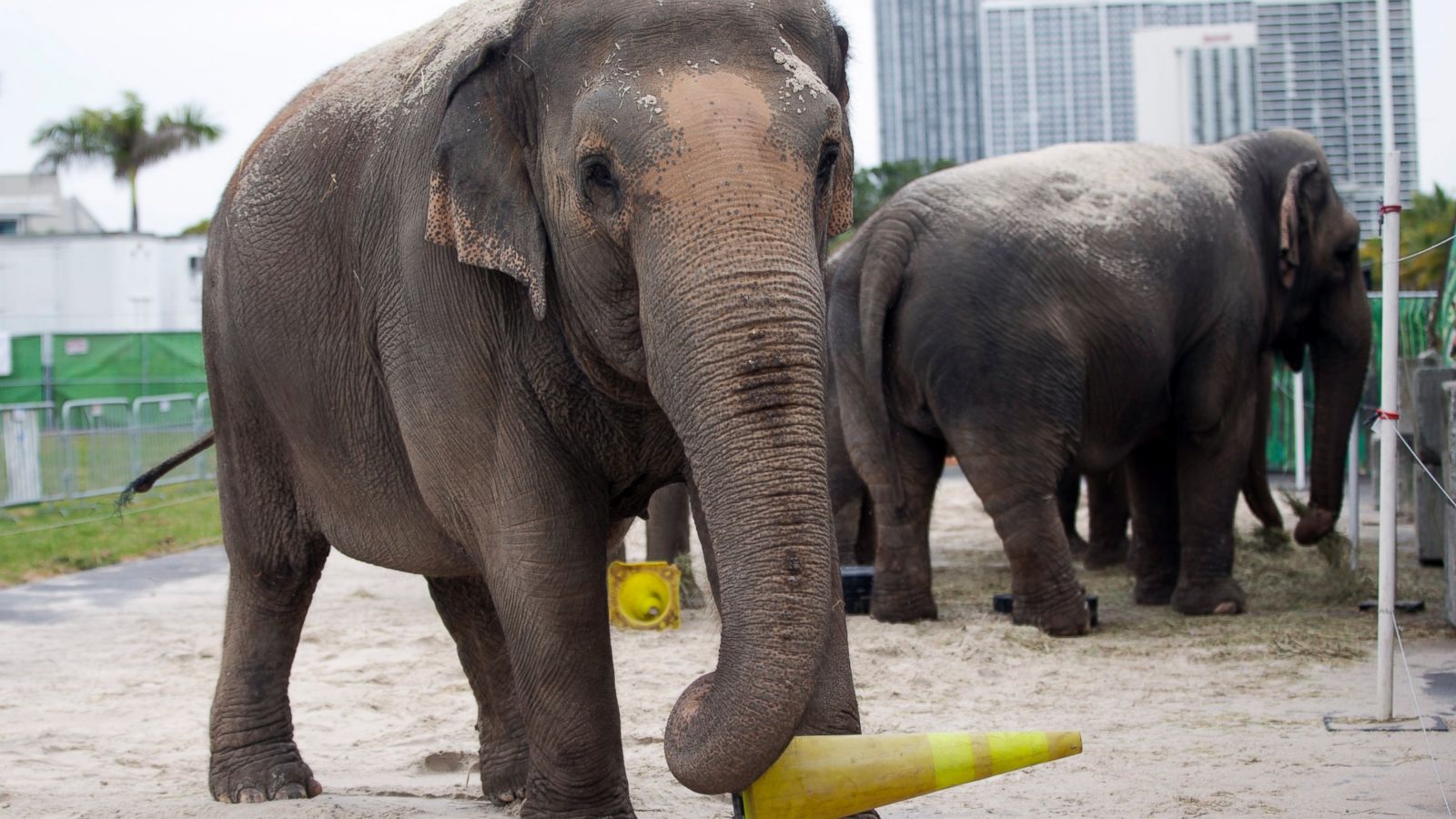 Goodbye To Jumbo: The Elephants Leave The Circus. Hold The Champagne. -  Bedlam Farm
