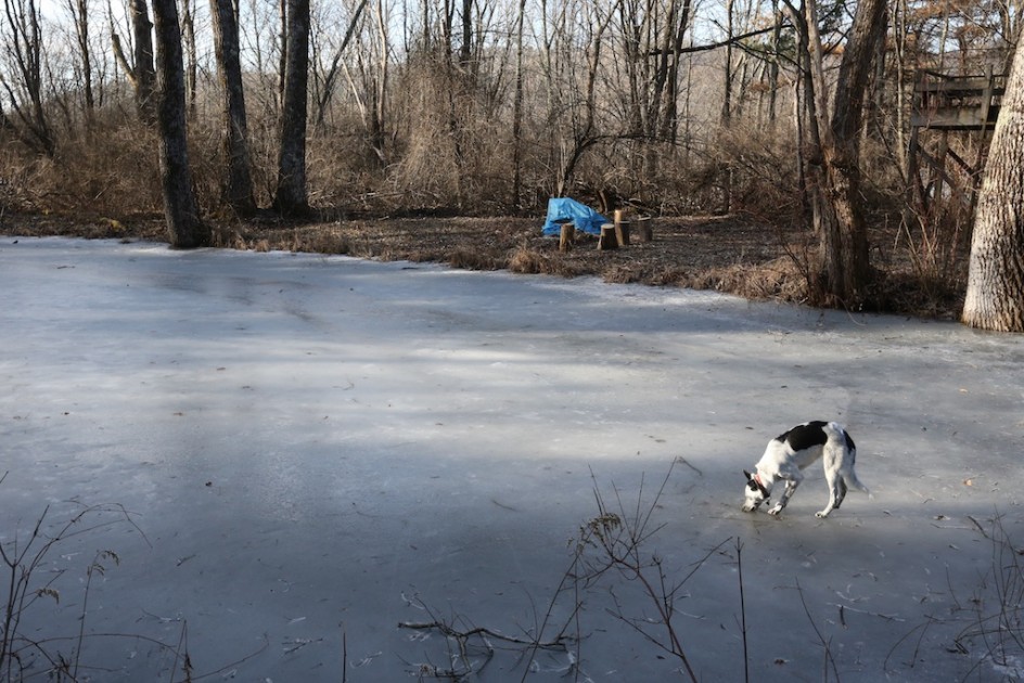 Can Dogs Dig Holes In Ice?