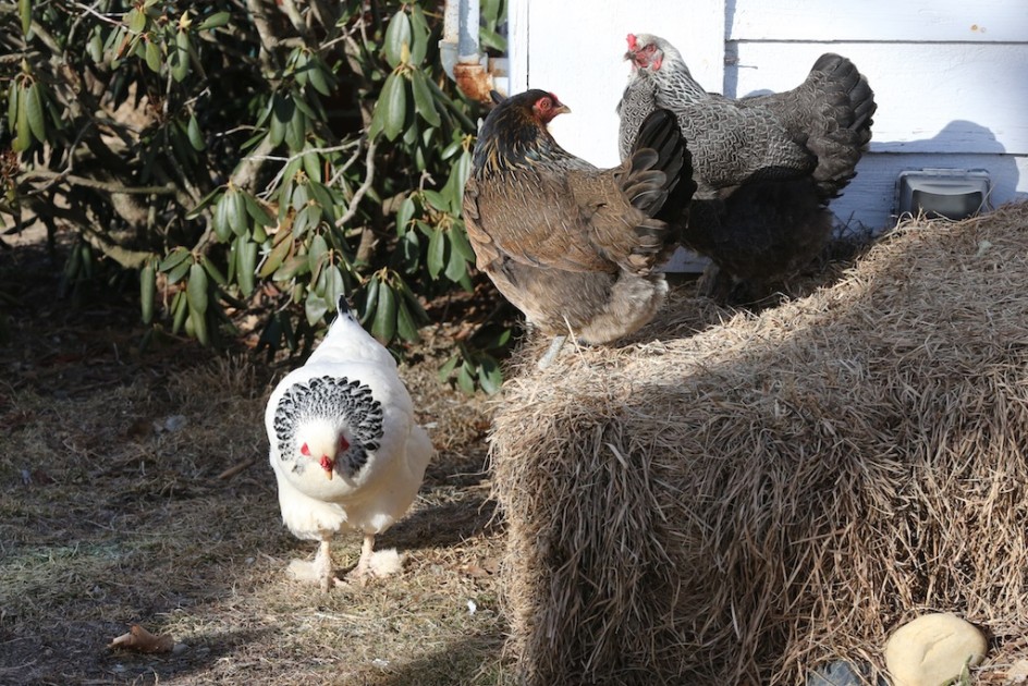 Chickens And Hay