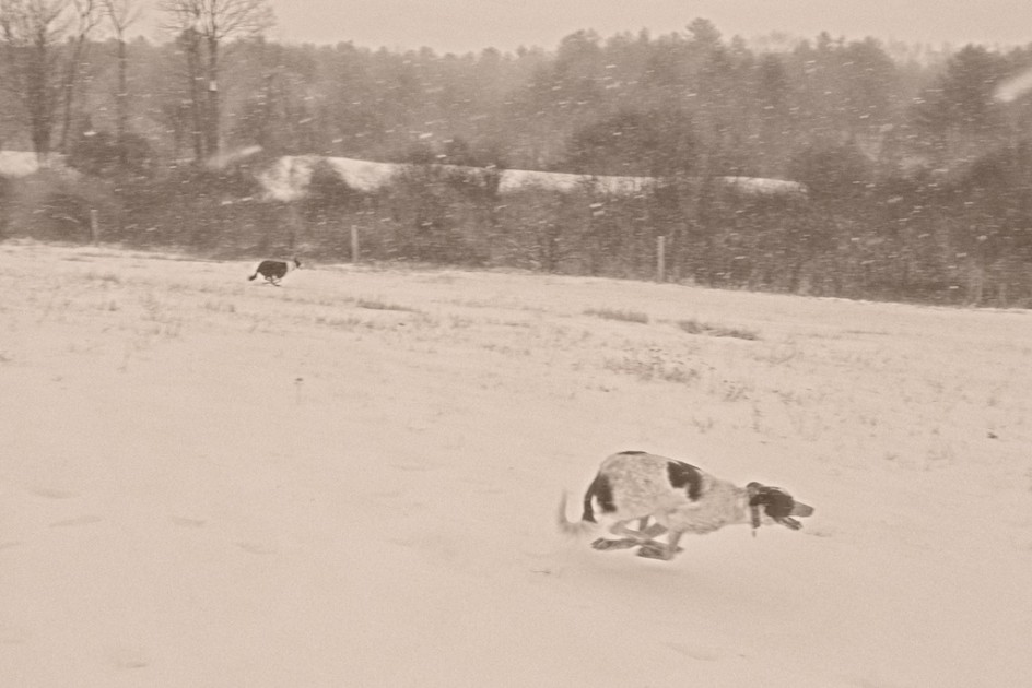 Dogs Running In Snow