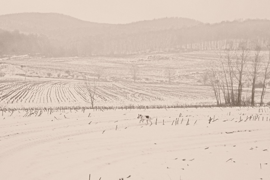 Meadow Dog In The Snow