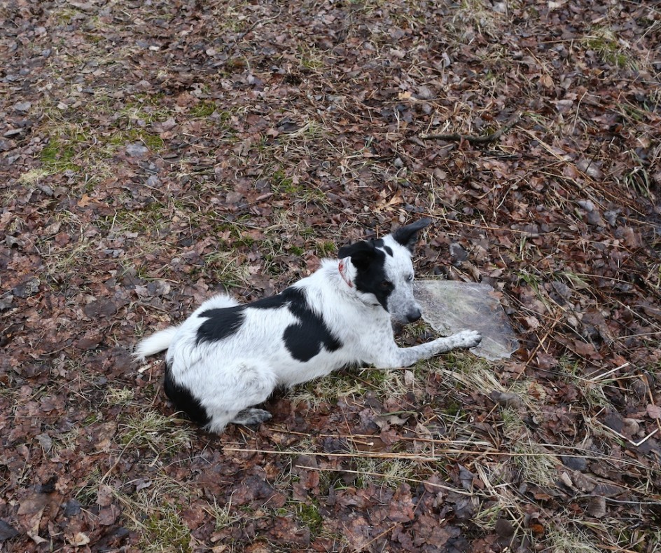 Chewing On The Ice