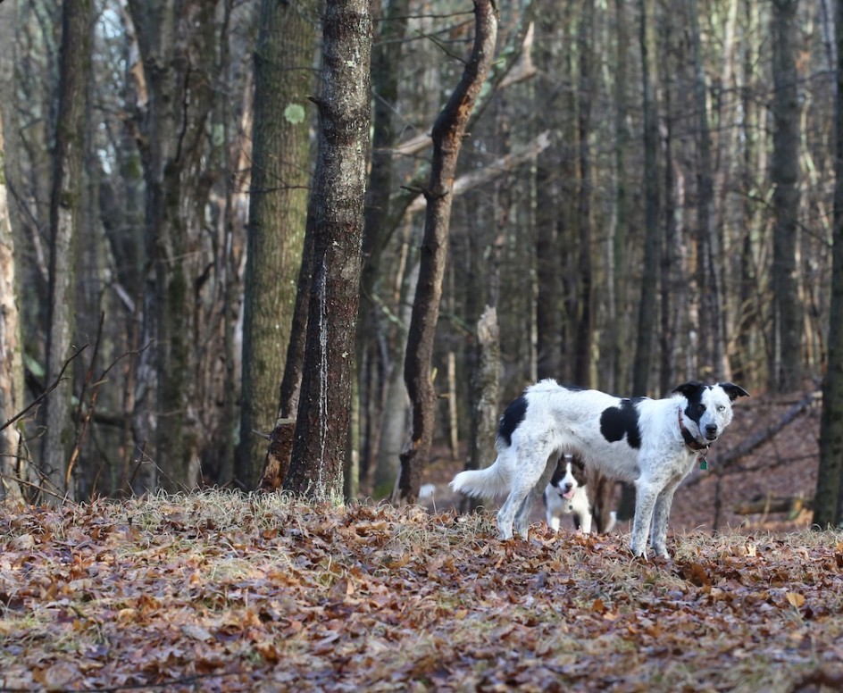 Two Dogs On The Path