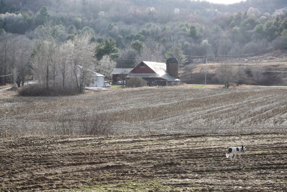 Field Dog