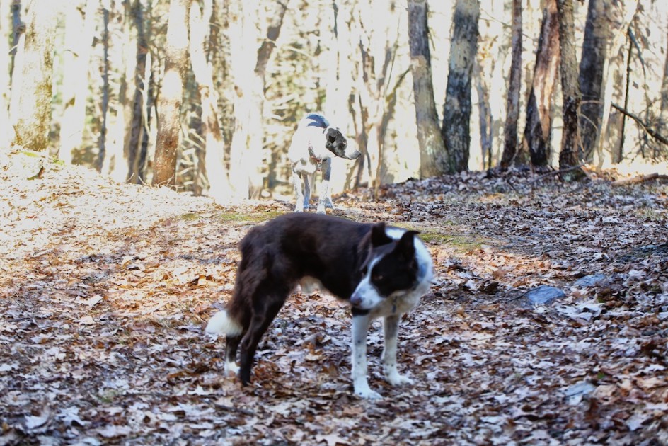 On The Path - Dogs Wait