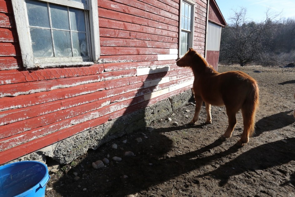 Pony Shadows