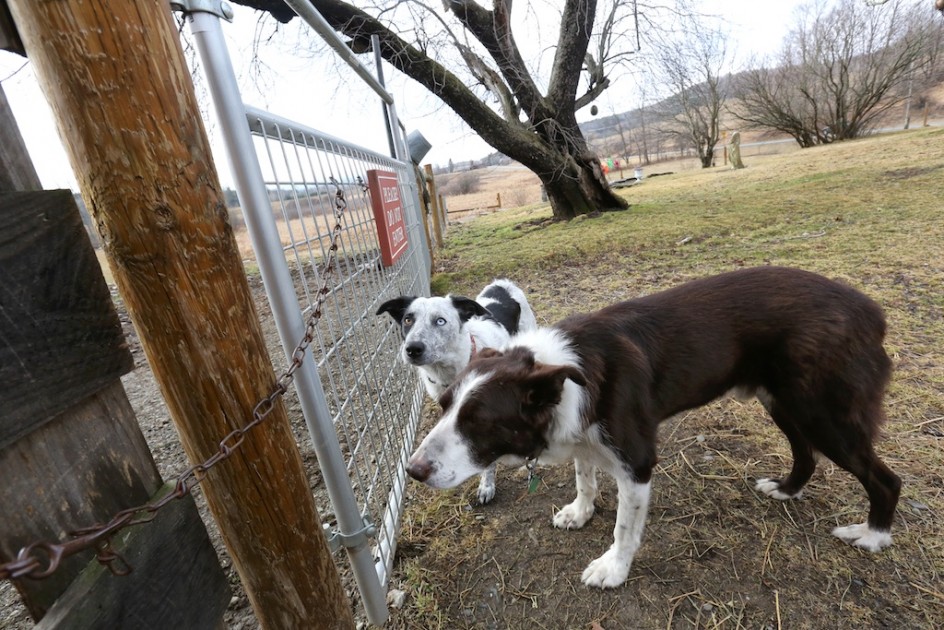 Running Dogs