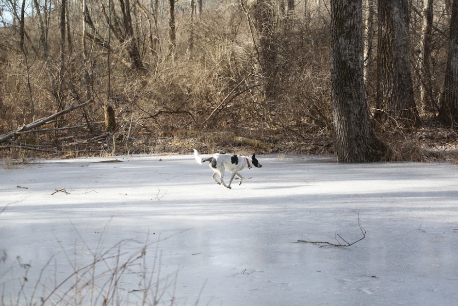 Flying On The Ice