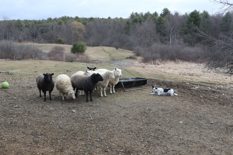 The Border Collie Who Loves Sheep