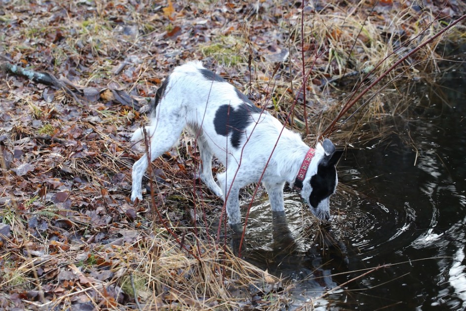 The Frog Hunter