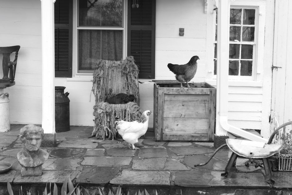Hens On The Porch