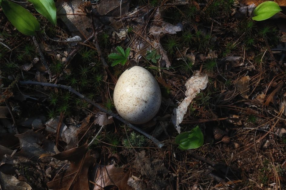 Mystery Egg In The Woods