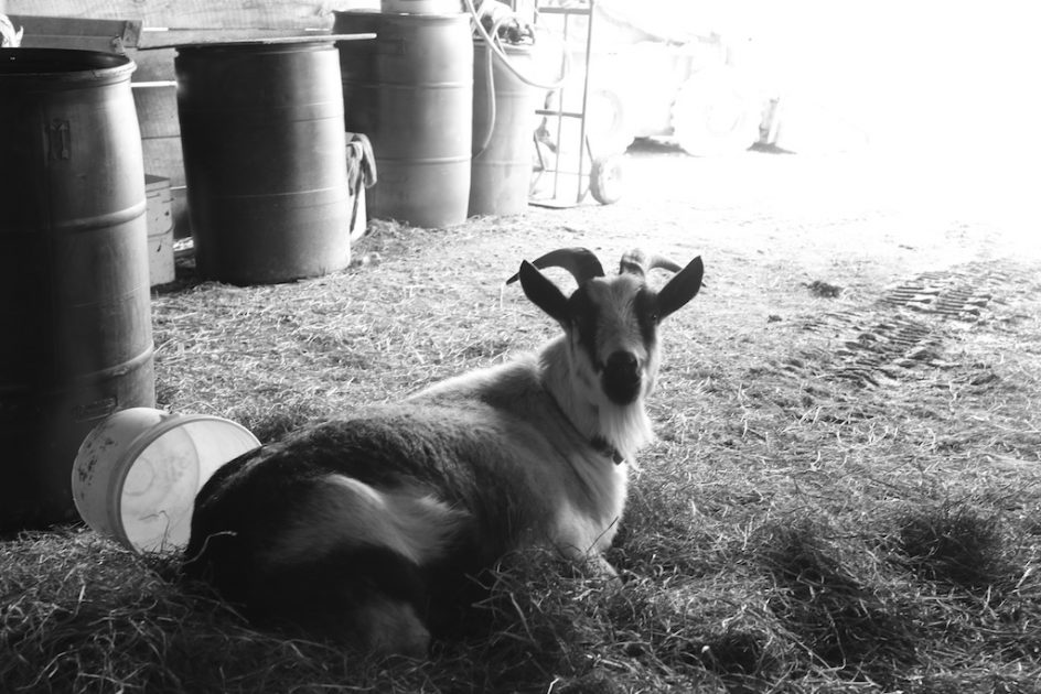 Sadie At Rest