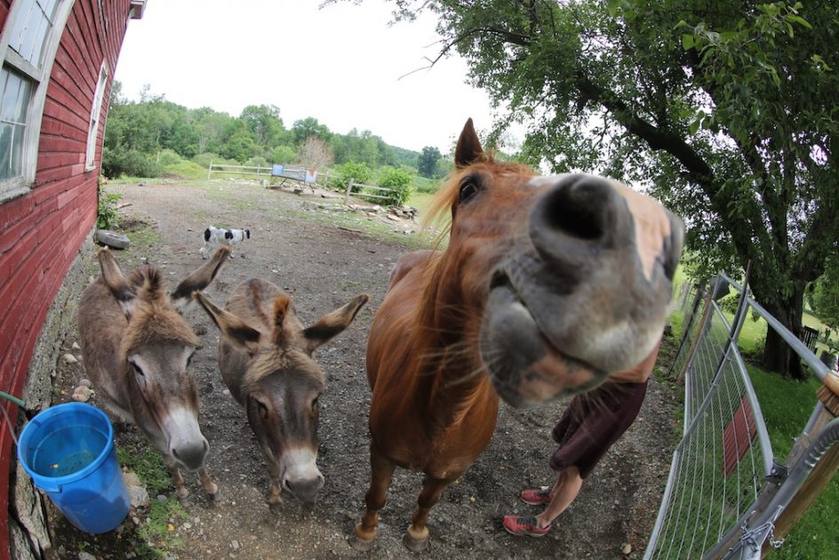 Equine Noses