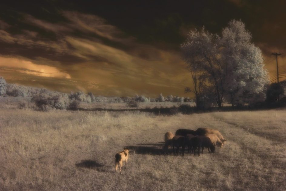 Fate And The Sheep (An IR photo)