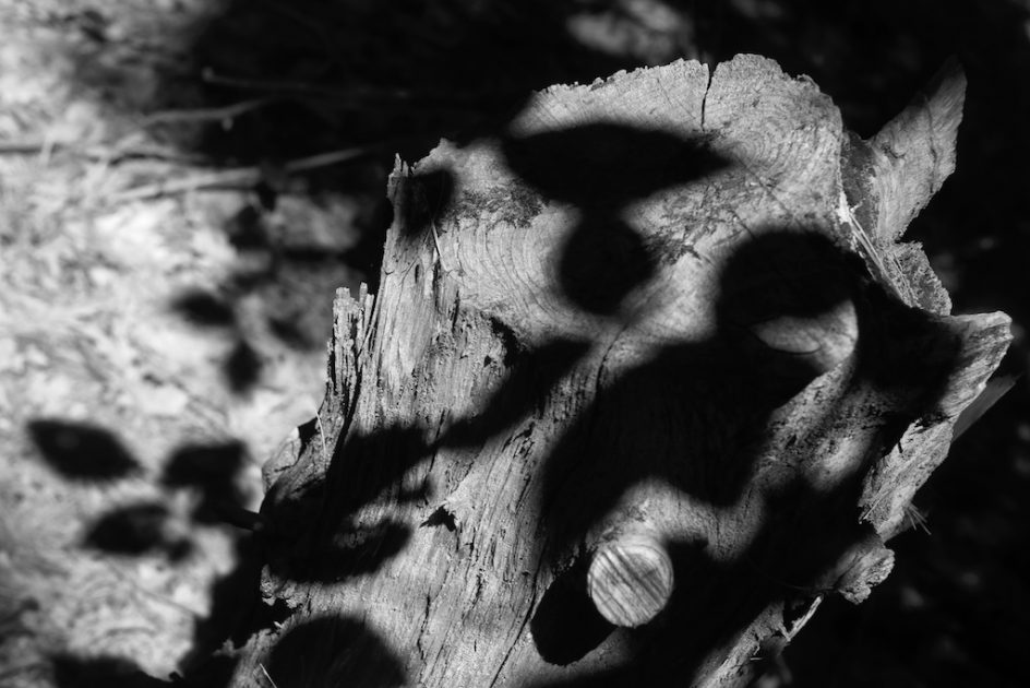 Shadows Dancing On A Tree Trunk