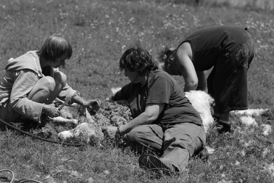 Shearing Team: Saving Rosemary