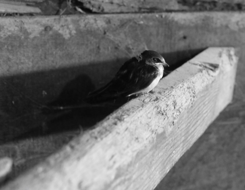 The Ethics Of Rescue: The Baby Barn Swallow
