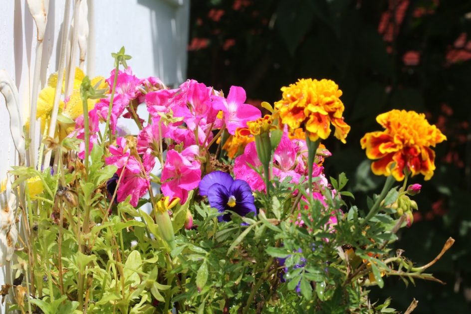 Hanging  Basket