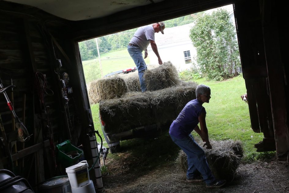 Hay!