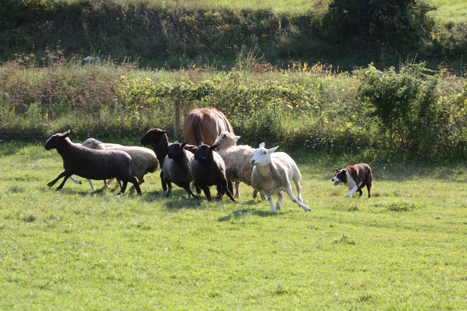 Moving Sheep