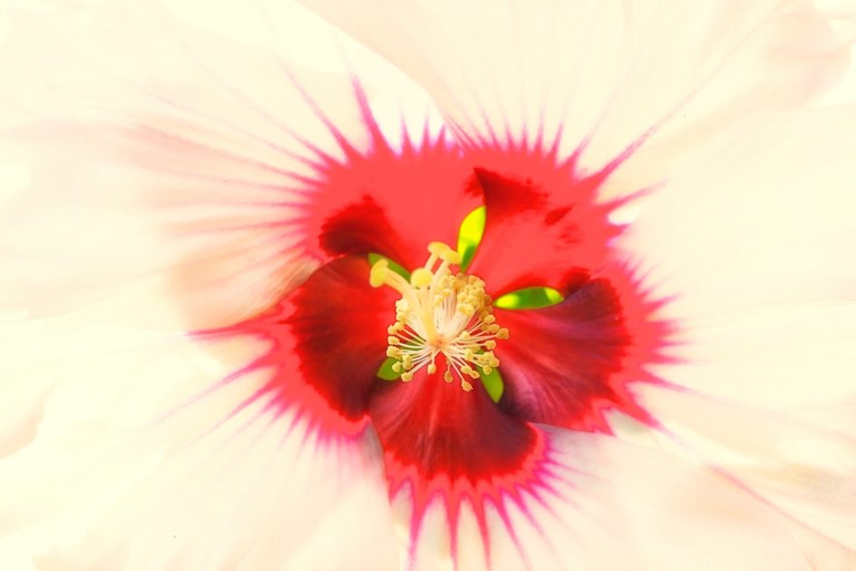 Soul Of A Hibiscus