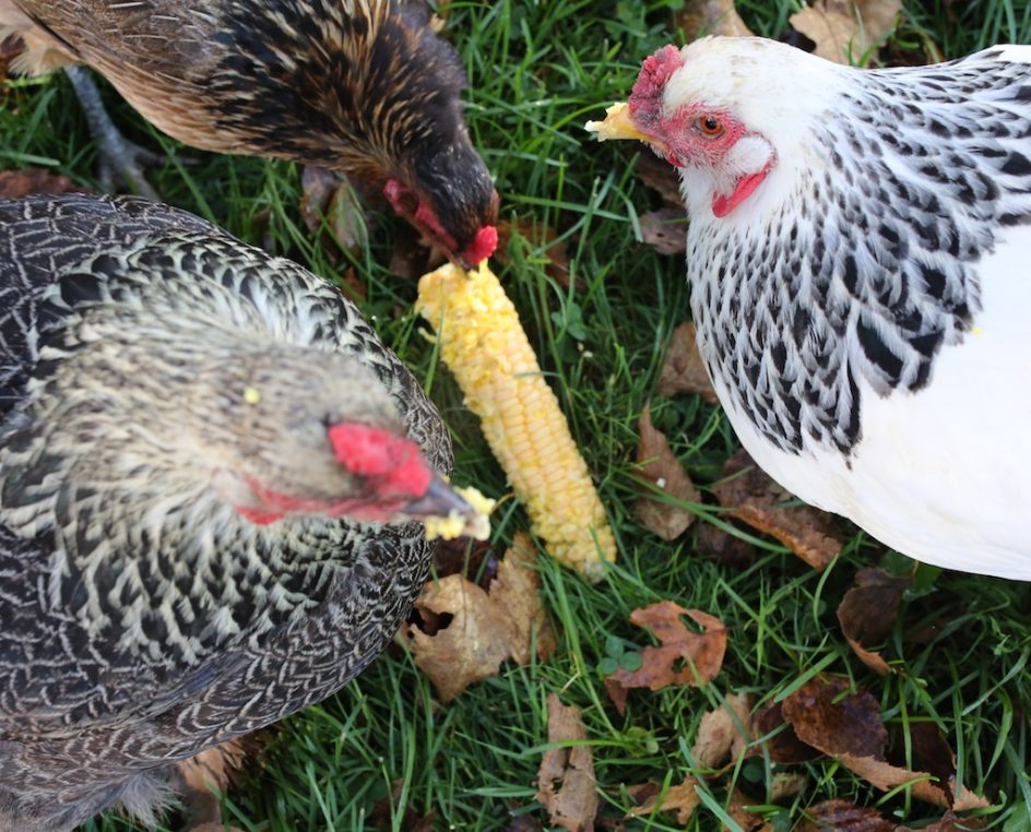 Corn For The Chickens