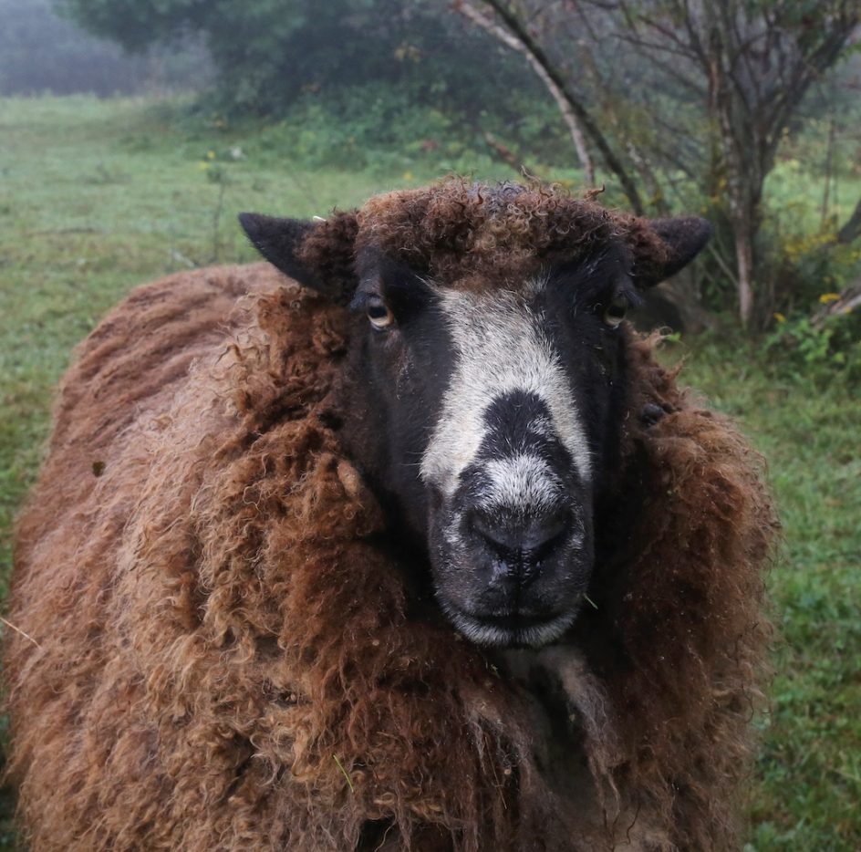 A Stand-Up Sheep