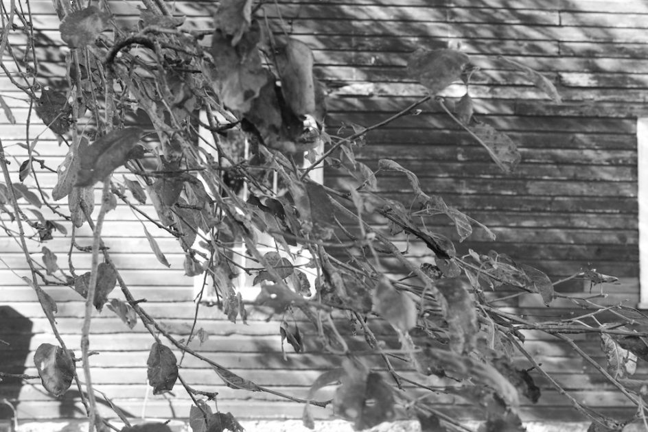 Leaves And Shadows