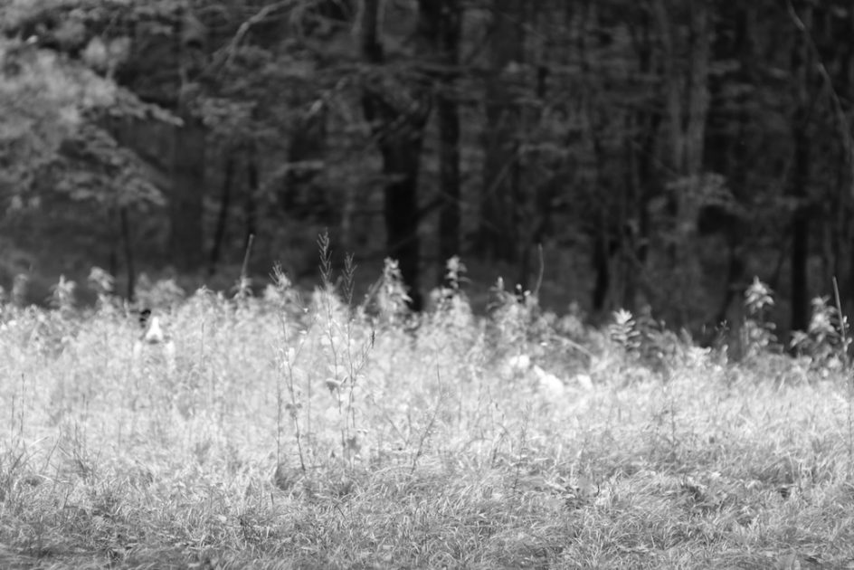Red In The Meadow