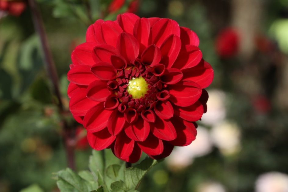 Red Dahlia