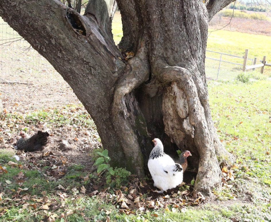 Hens In The Apple Tree