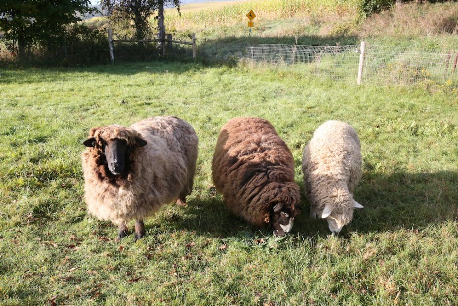 Why Do We Share Our Sheep In October?