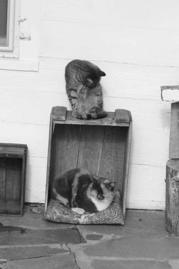 Barn Cat Boxes
