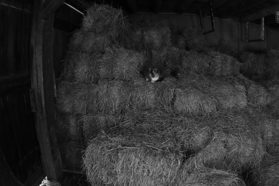 Barn Cat In A Storm